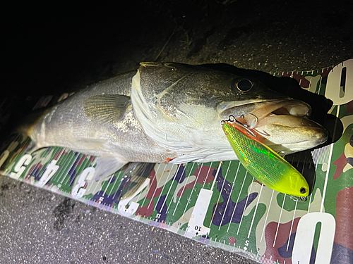 シーバスの釣果