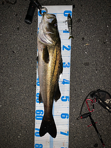 シーバスの釣果