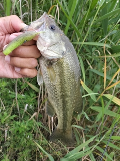 ラージマウスバスの釣果