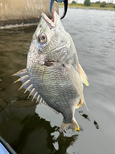 キビレの釣果