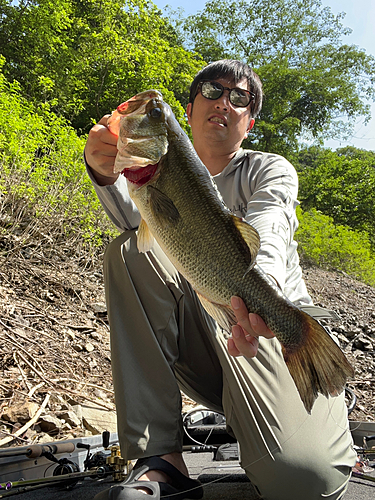 ブラックバスの釣果