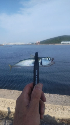 サバの釣果