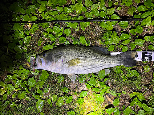 ブラックバスの釣果