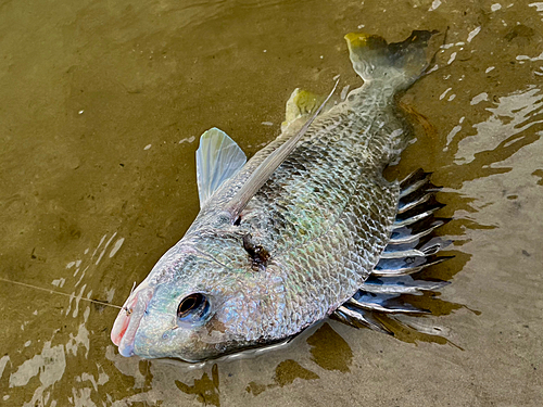 キビレの釣果