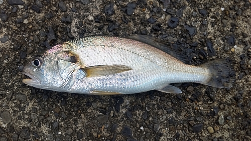 イシモチの釣果