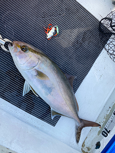 ショゴの釣果