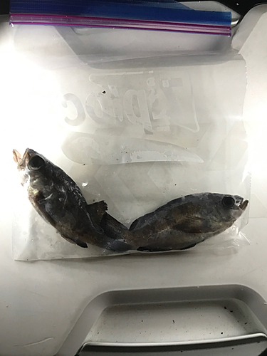 メバルの釣果