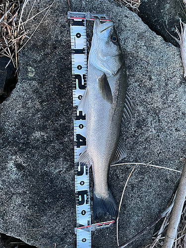 スズキの釣果