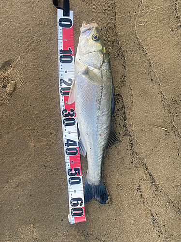 スズキの釣果