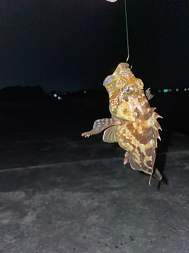 カサゴの釣果