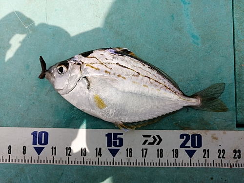 ヒイラギの釣果