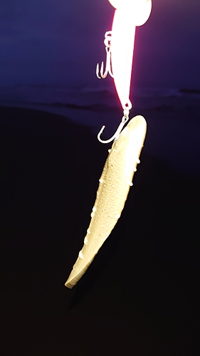 シタビラメの釣果