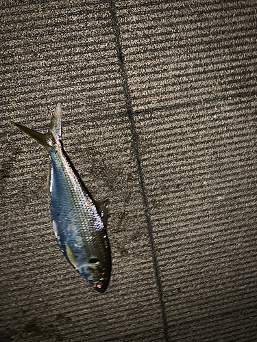 コノシロの釣果