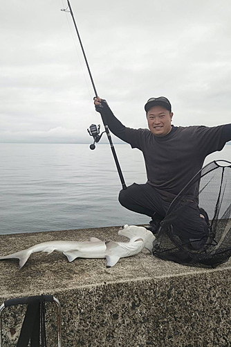 ハンマーヘッドシャークの釣果