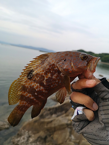 キジハタの釣果