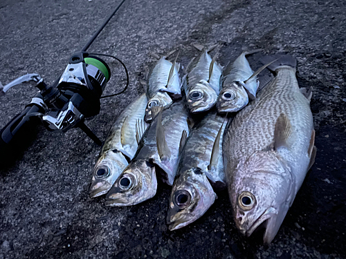 アジの釣果