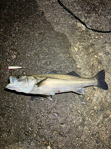 シーバスの釣果