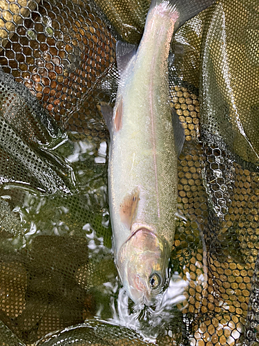 ニジマスの釣果