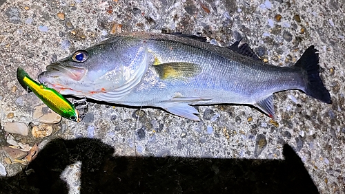 シーバスの釣果