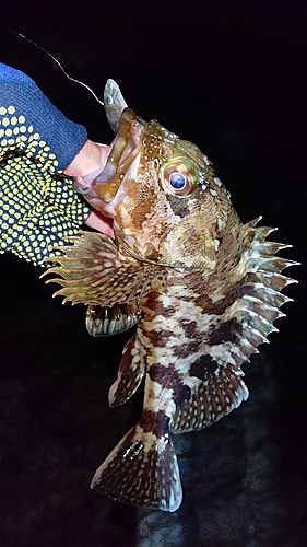 カサゴの釣果