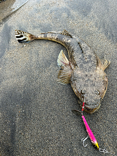 マゴチの釣果