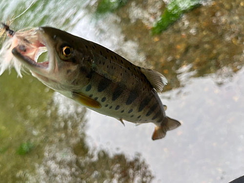 ヤマメの釣果