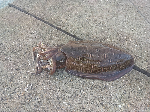 モンゴウイカの釣果