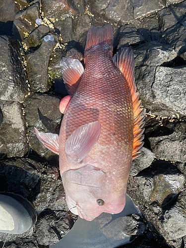 コブダイの釣果