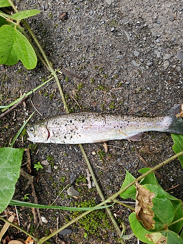 ニジマスの釣果