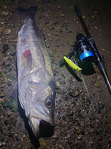 シーバスの釣果