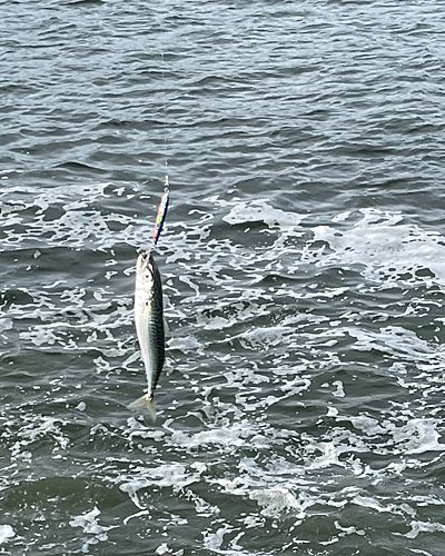 サバの釣果