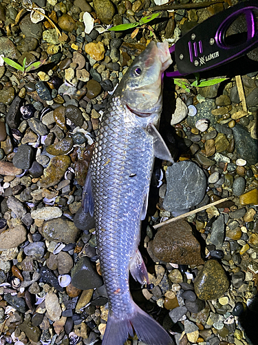 ニゴイの釣果