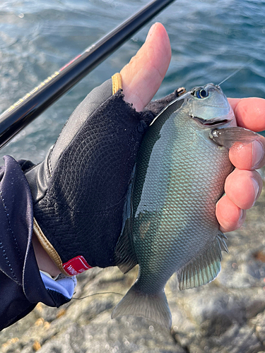 メジナの釣果