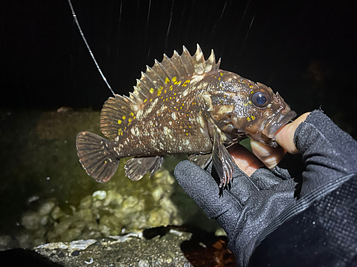 オウゴンムラソイの釣果