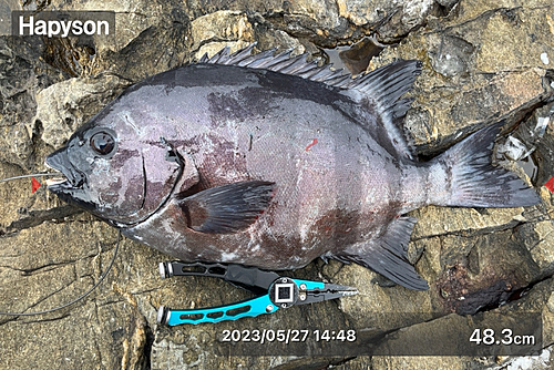 イシダイの釣果