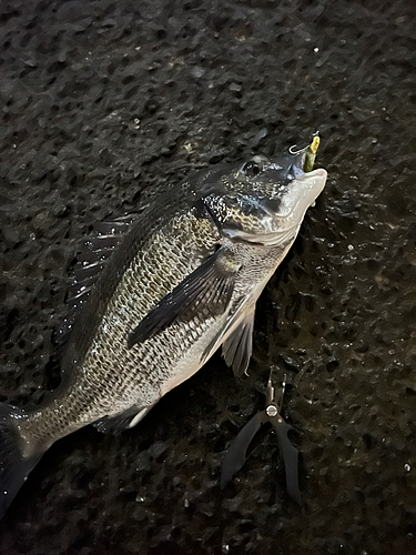 クロダイの釣果