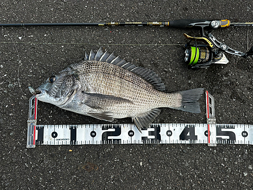 クロダイの釣果