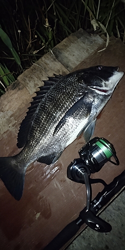 コキタイの釣果