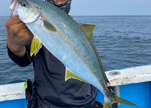 ヒラマサの釣果