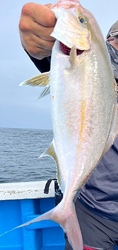 カンパチの釣果