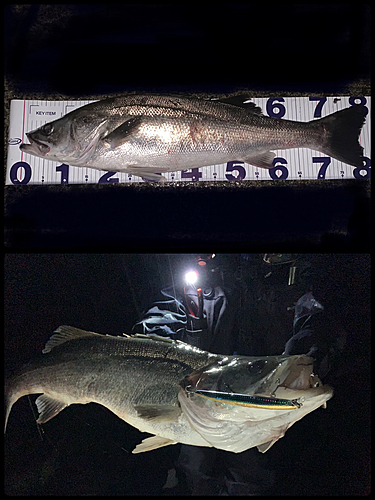 シーバスの釣果