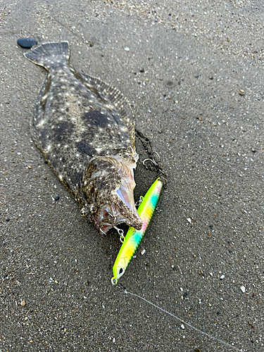 ソゲの釣果