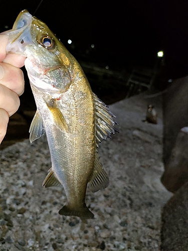 スズキの釣果