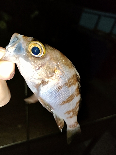 タケノコメバルの釣果