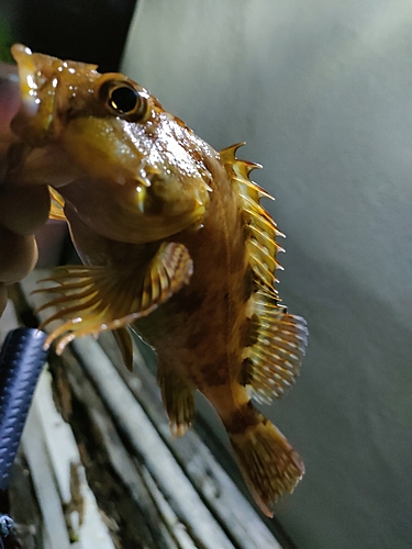 タケノコメバルの釣果