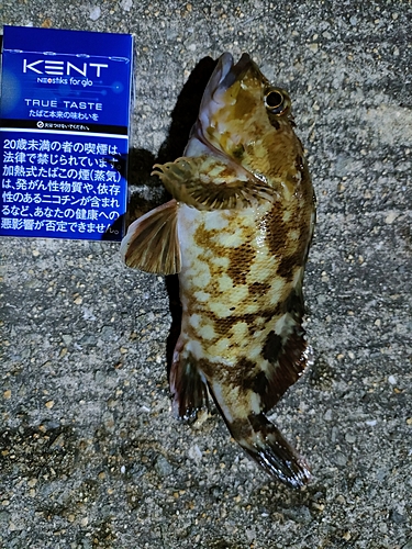 ガシラの釣果