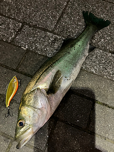 シーバスの釣果