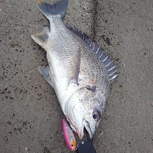 キチヌの釣果