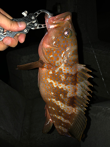 アコウの釣果