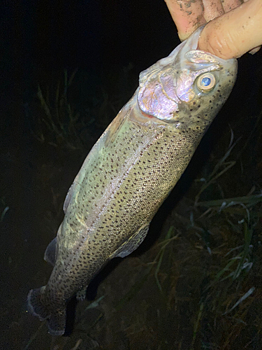 ニジマスの釣果